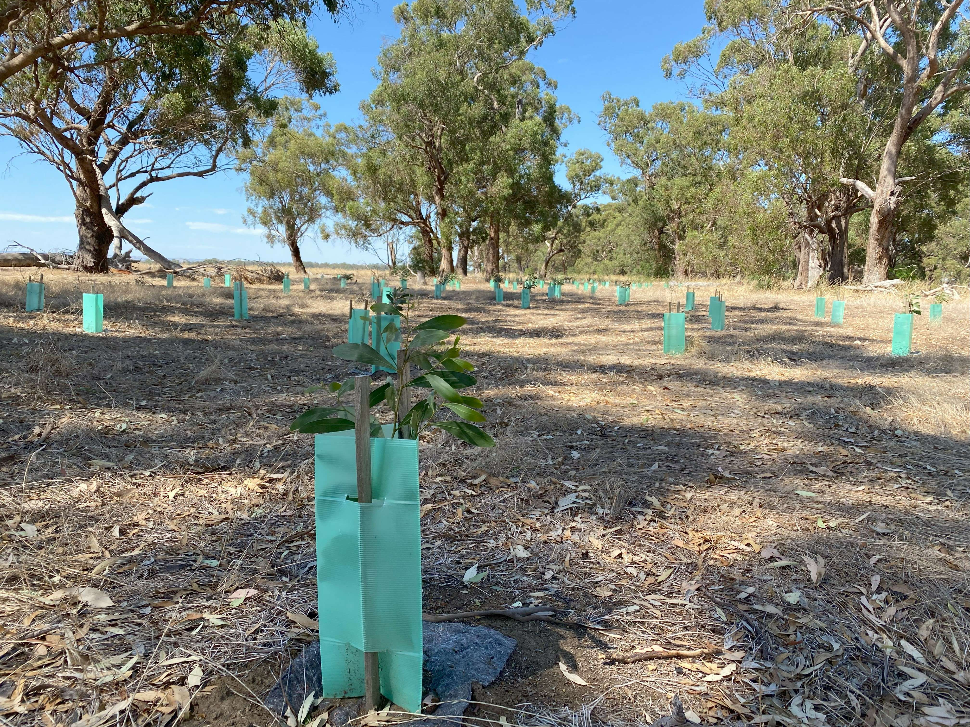 Revegetation Guide